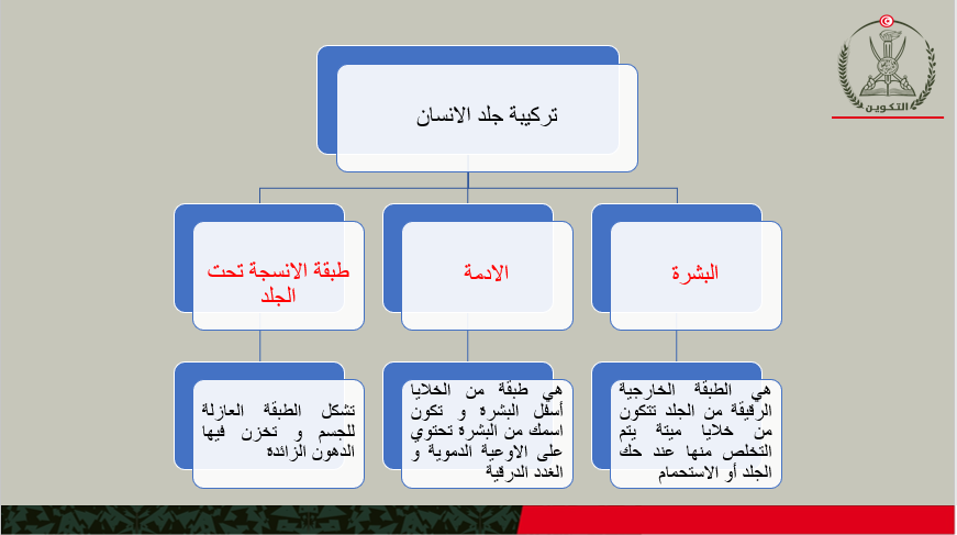 تركيبة الجلد